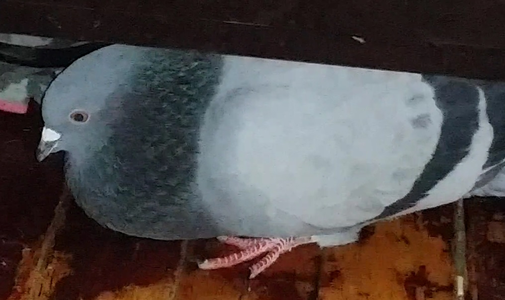 SE Michigan Looking for female pigeon that can't fly to adopt Pigeon